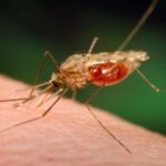 anti malarial drugs got new targets identified by a nih study