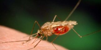 anti malarial drugs got new targets identified by a nih study
