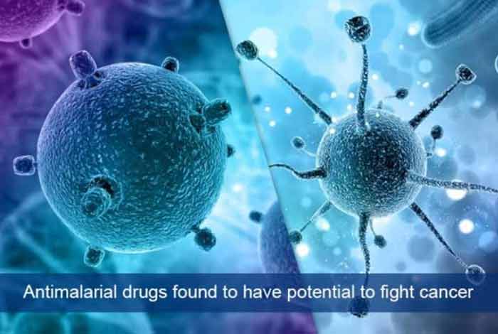 antimalarial drugs found to have potential to fight cancer