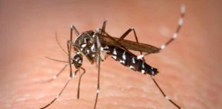 deforestation helps develop habitats for disease causing mosquitoes
