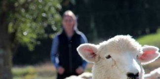 facial recognition research in sheep can enhance understanding of huntingtons disease
