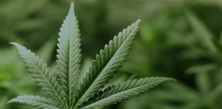 levels of seizure drug altered in epilepsy patients result of pot compound consumption