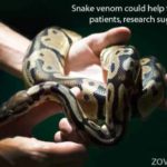 snake venom could help treat heart patients research suggests