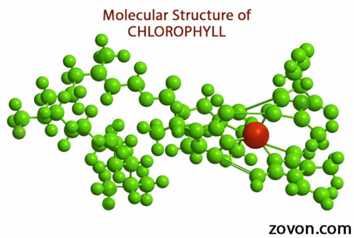 structure and types of chlorophyll