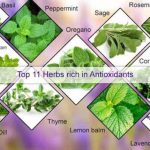 top 11 herbs rich in antioxidants