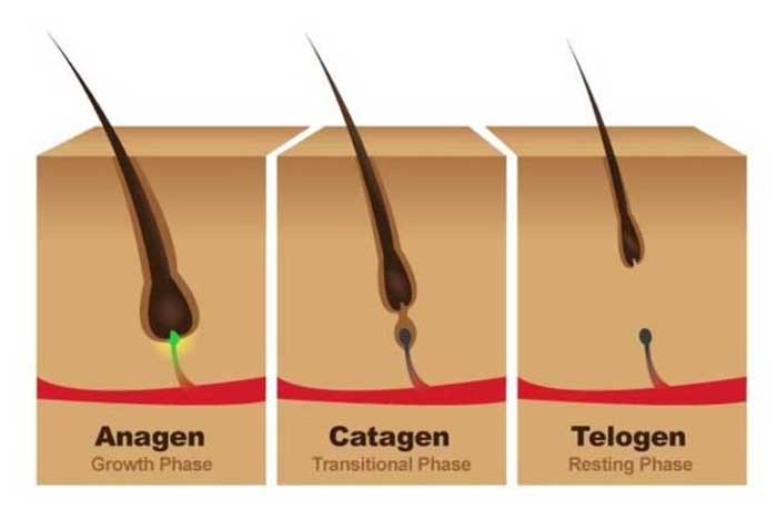 normal hair growth cycle