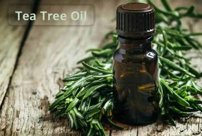 tea tree  oil