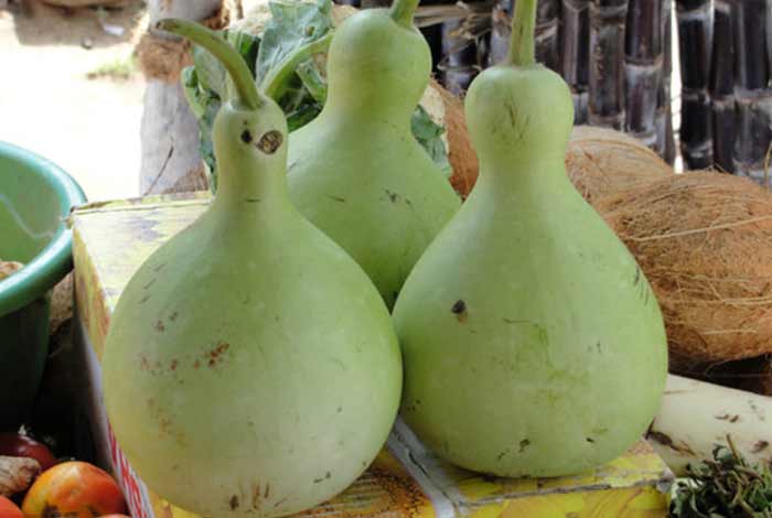 bottle gourd or calabash