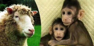 chinese scientists have successfully cloned two monkeys