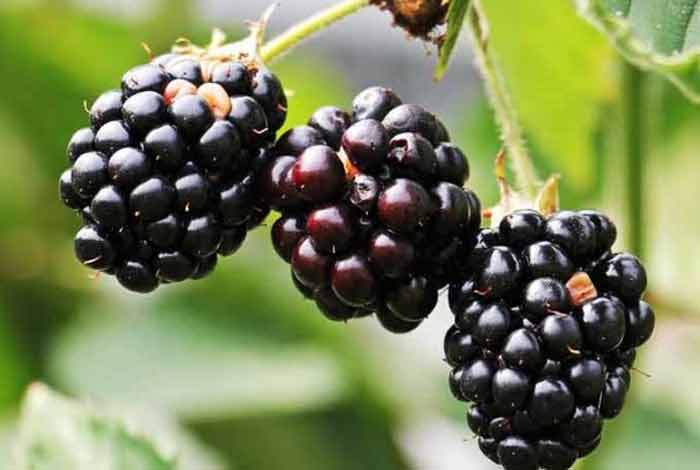 indian blackberry