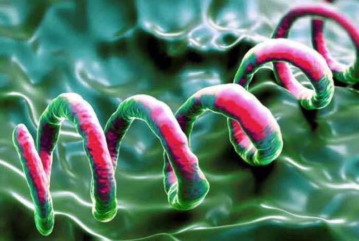 syphilis types symptoms causes diagnosis prevention and treatment