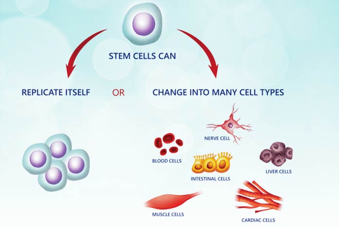 2. Stem Cells – How Do They Work as an Active Antiaging Agent