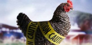 bird flu types symptoms causes prevention and treatment