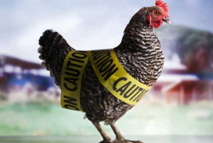 bird flu types symptoms causes prevention and treatment