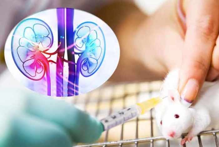scientists have successfully created functioning kidney tissue