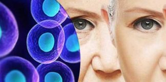 stem cells how do they work as an active antiaging agent