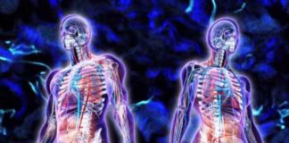 interstitium scientists discover the largest organ in human body