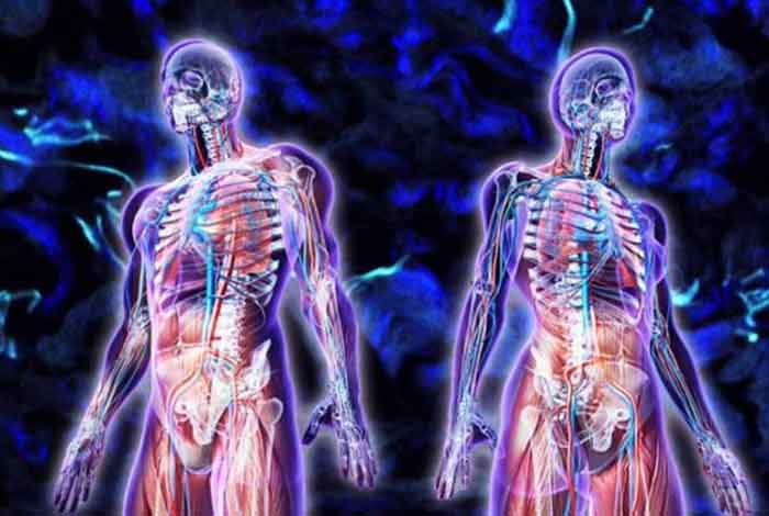 interstitium scientists discover the largest organ in human body