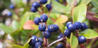 Bilberry Uses Interactions Side Effects and Dosage