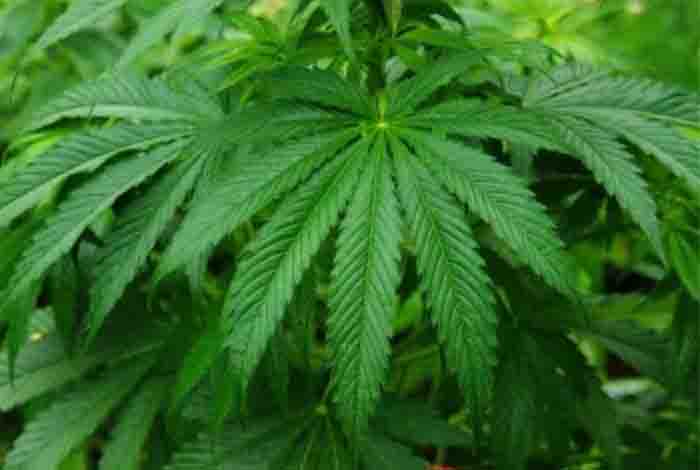 try fresh cannabis leaves for its amazing health benefits