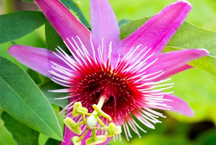 Nutrients in Passion Flower