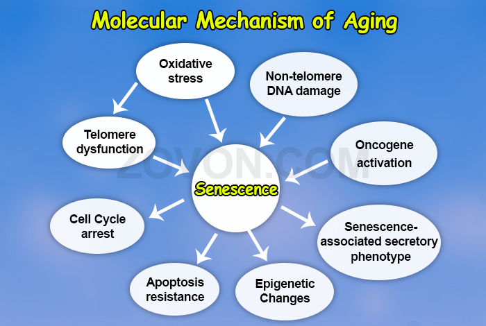 molecular mechanism of aging