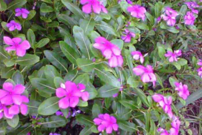 what makes rosy periwinkle a potent anti cancer medicinal plant