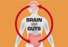 how gut bacteria affects our brains