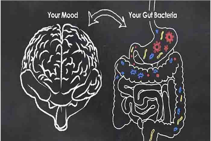 how bacteria changes the gut
