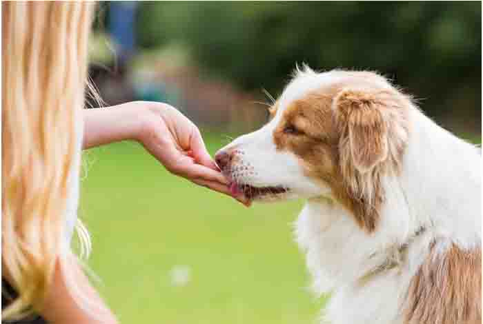 let the heart beat healthily with pets 