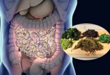 gut bacteria precision manipulation possible through seaweed diet