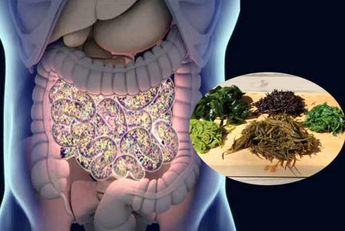 gut bacteria precision manipulation possible through seaweed diet