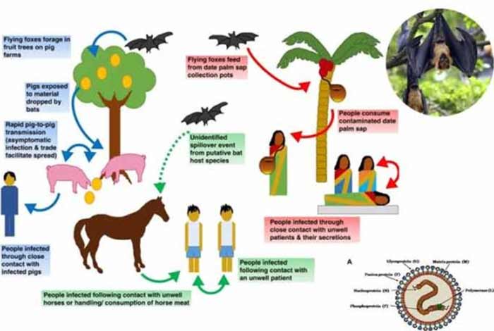 nipah niv virus Infection dont panic and get your facts right