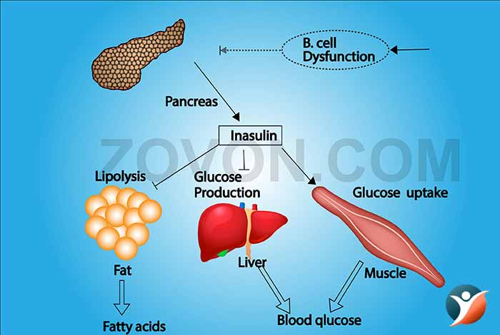 role of insulin in body