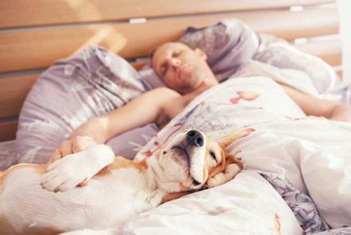 sleeping with your dog is not that great latest study reports