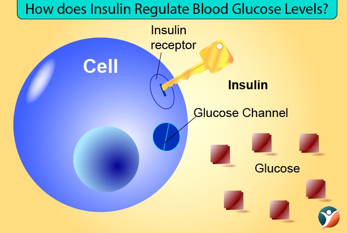 how insulin regulates blood glucose level