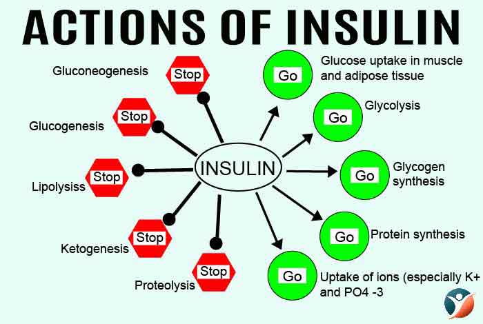 actions of insulin