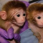 gene edited monkeys