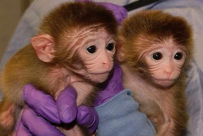 gene edited monkeys