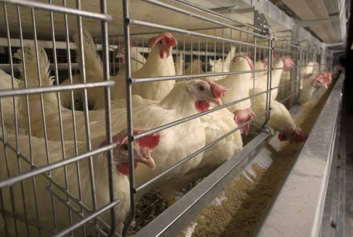 problems with conventional poultry