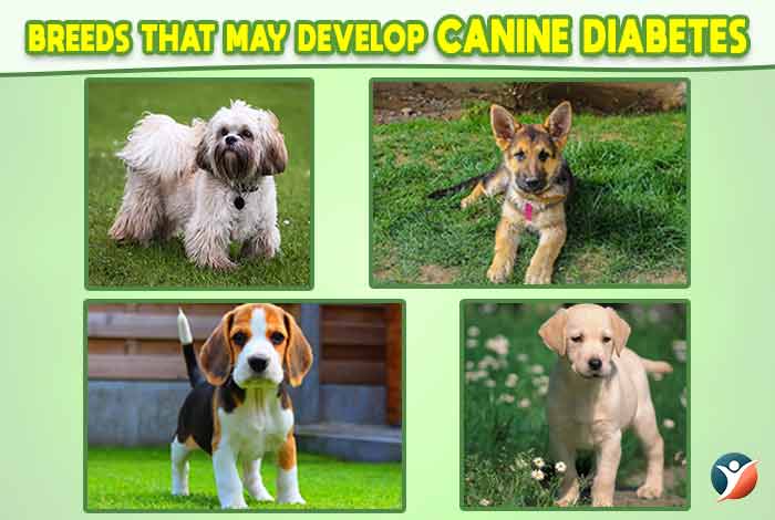 breeds that may develop canine diabetes
