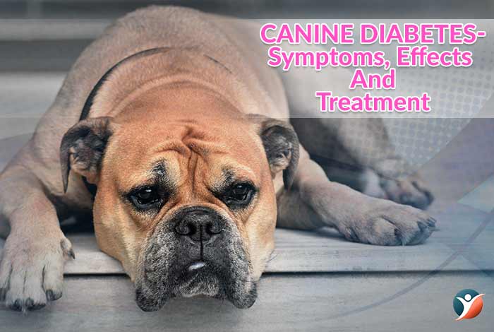 diabetes in dogs or canine diabetes