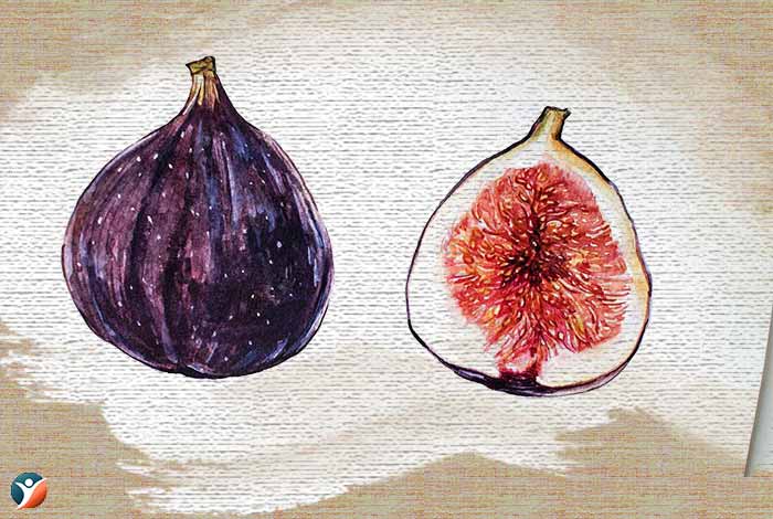 fig to-increase-penis-size