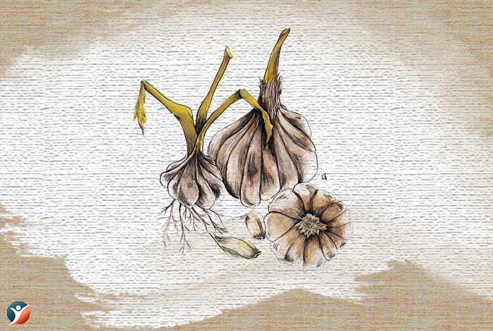 garlic-for-increasing-penis-size