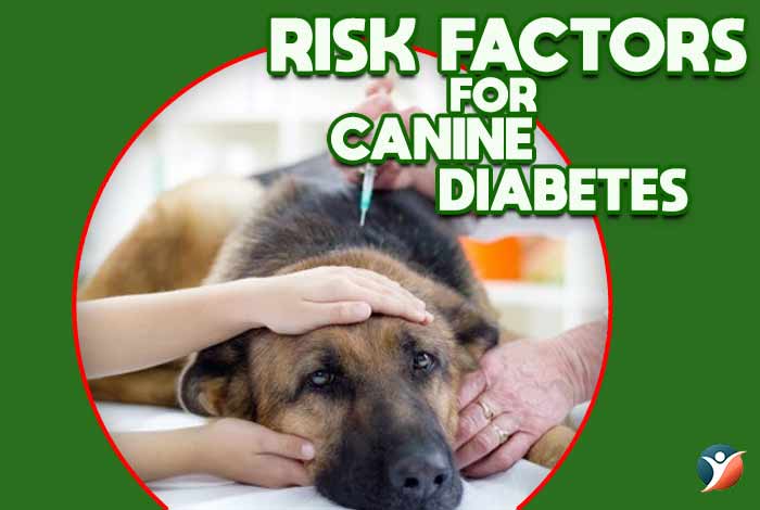 canine diabetes risk factors 