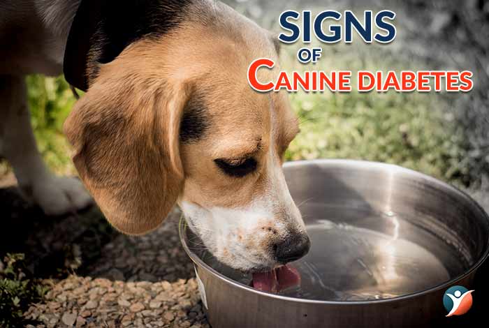 canine diabetes signs