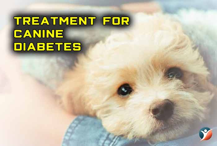 canine diabetes treatment