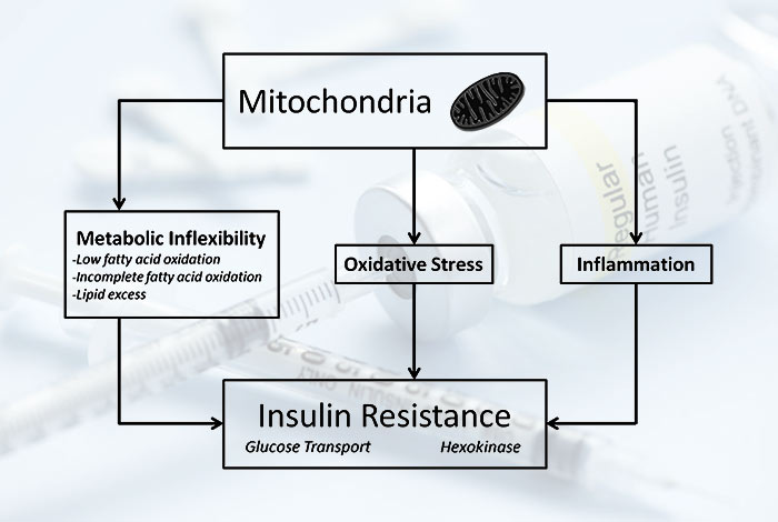 Mitochondrial diabetes