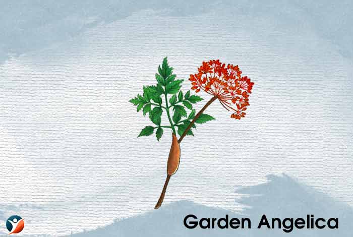 Garden Angelica
