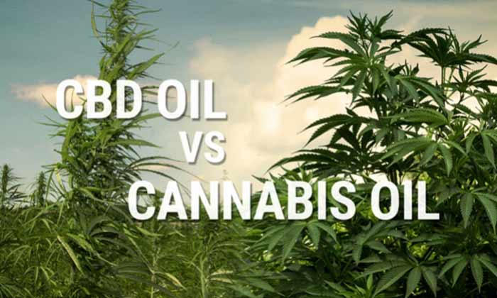 Difference Between CBD Oil and Cannabis Oil